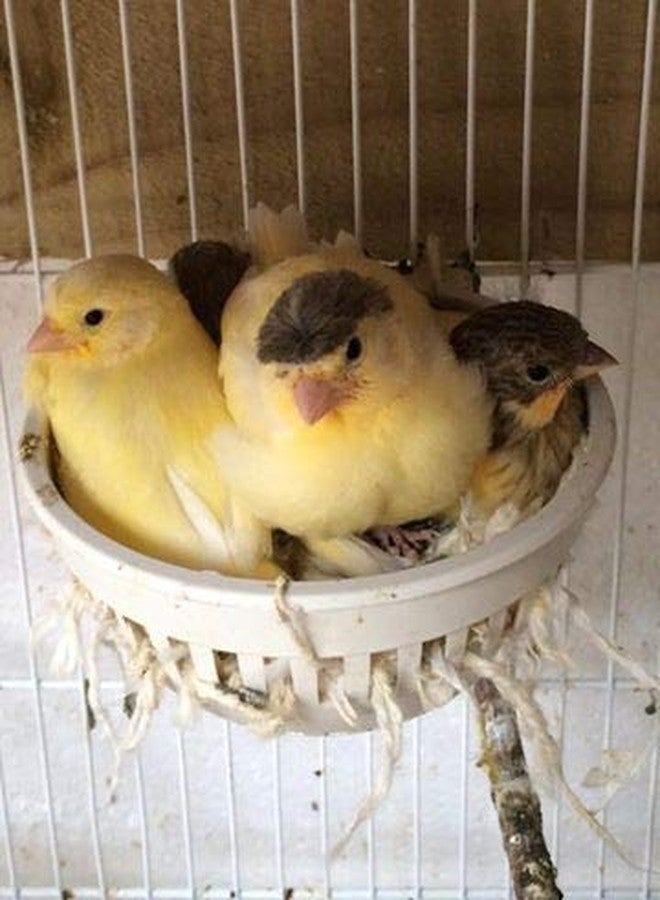 Birds' Park سلة صغيرة على شكل عش طيور لعصافير غولديان، والكناري، والحمام - العش فقط بدون بيض - قطعة واحدة فقط - Image 3